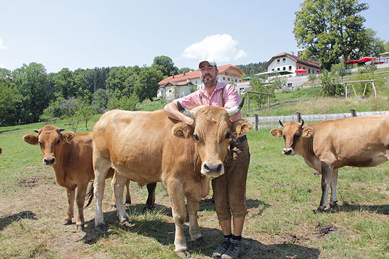 Hans Peter hält auf den Wiesn vor Gut Kaltenbrunn eine kleine Herde von 15 Murnau-Werdenfelser Rindern (©Foto:Marikka-Laila Maisel